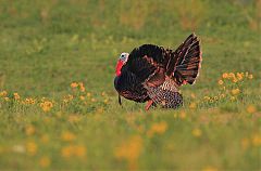 Wild Turkey